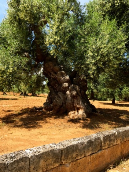 tree w:wall